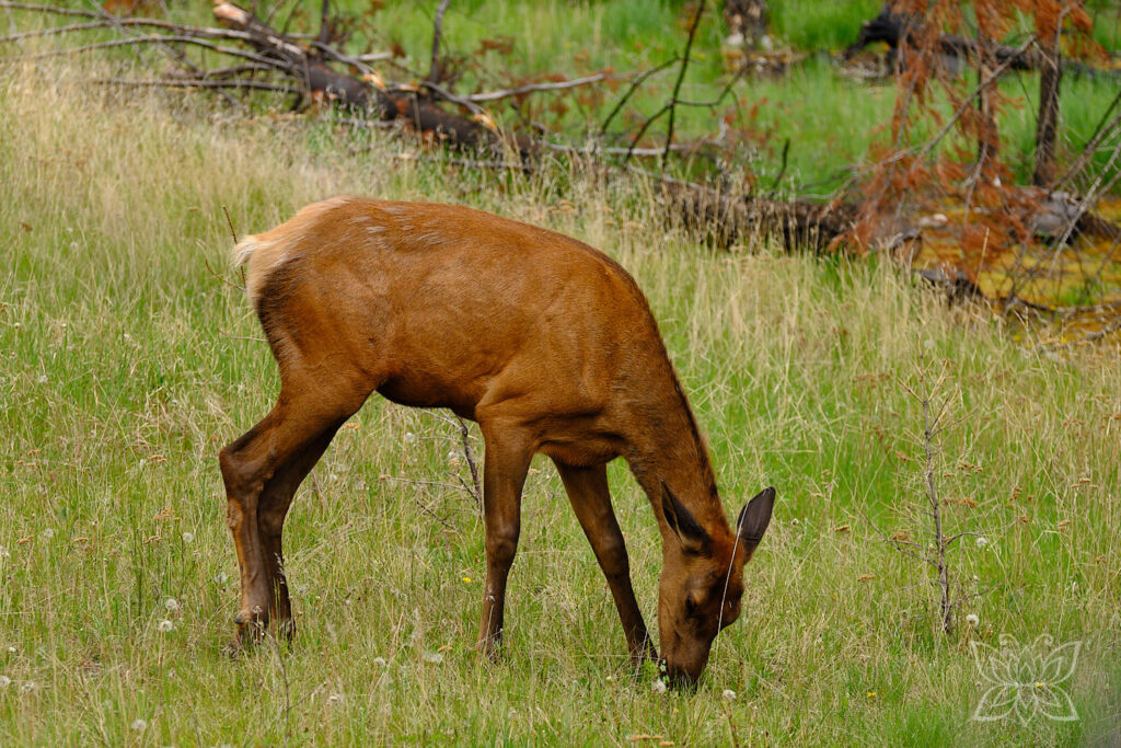 Wapitihirsch beim Grasen