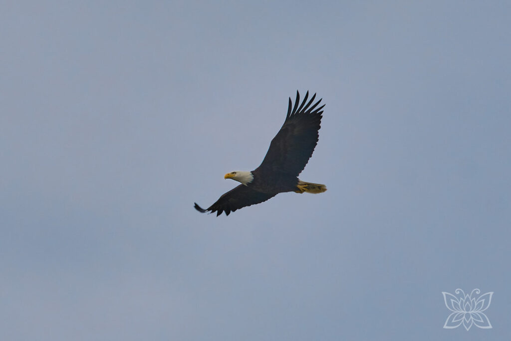 Weißkopfseeadler im Flug
