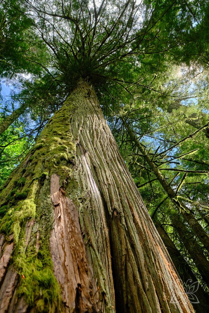 Große, hohe Zeder von unten im Cedar Grove