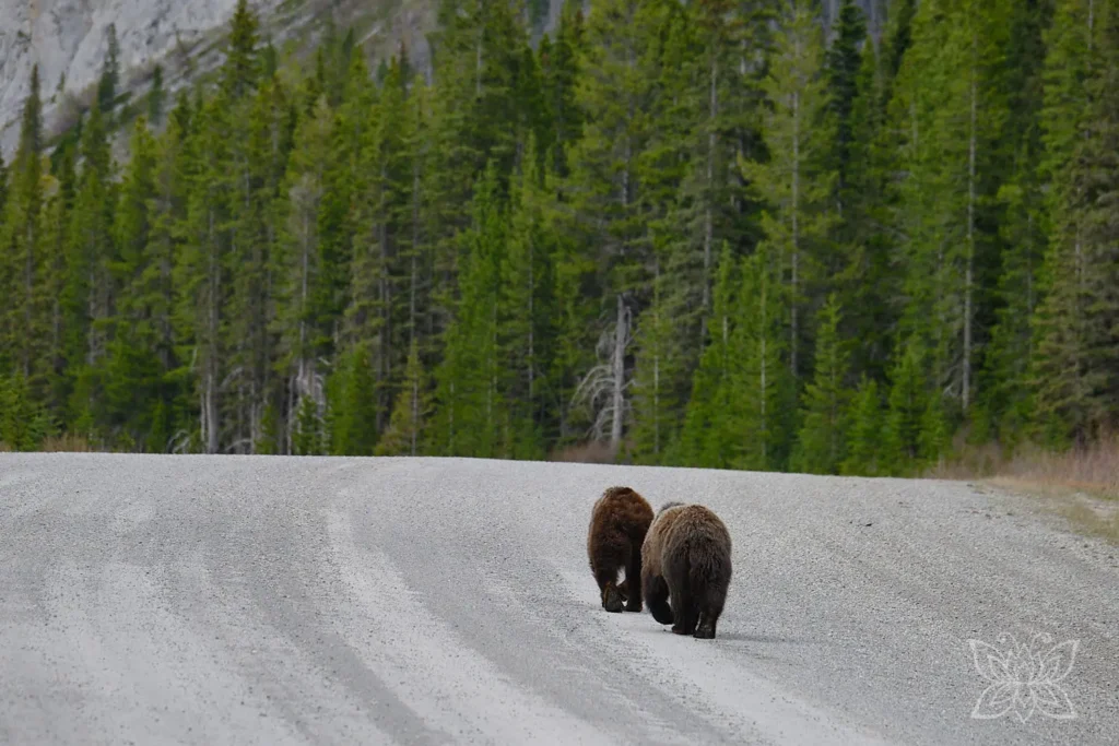 Grizzly Mutter und Junges laufen auf der Piste