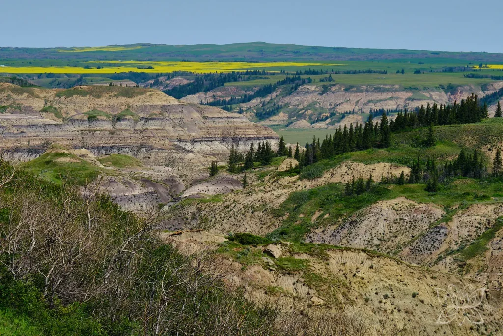 Ausblick über den Dry Island Buffalo Jump - einem wüstenhaften Canyon