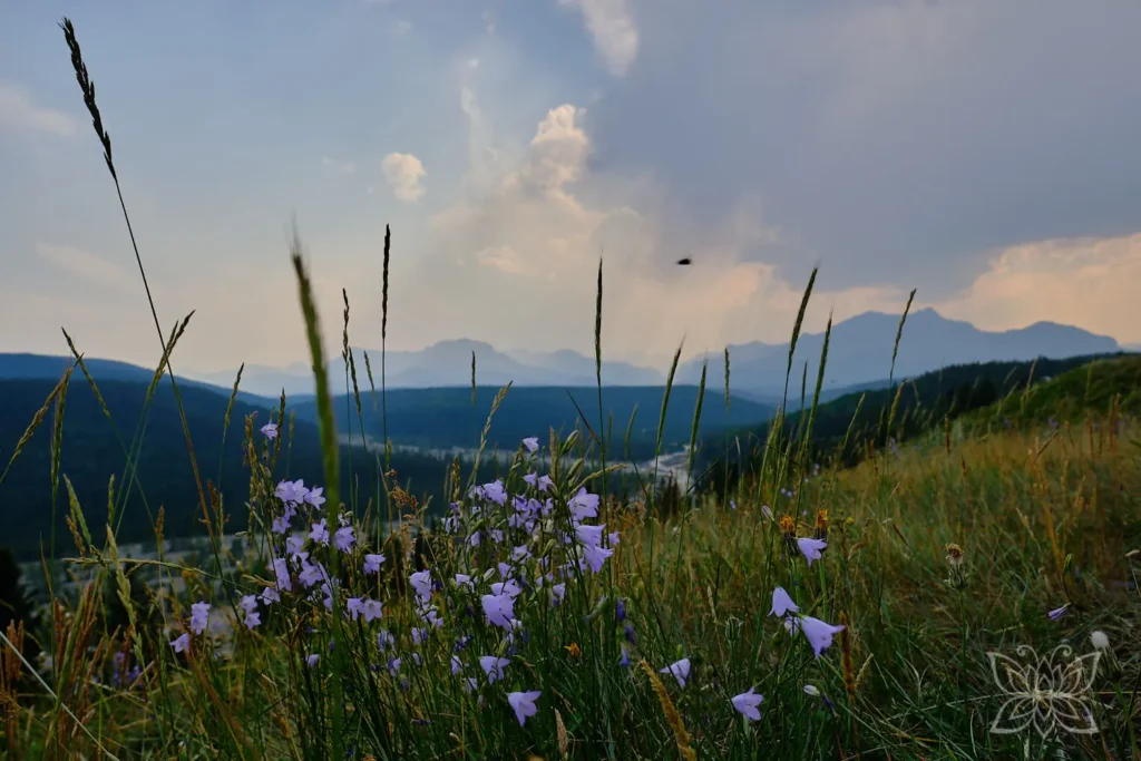 Wildblumen vor der Flusslandschaft und den Rockies