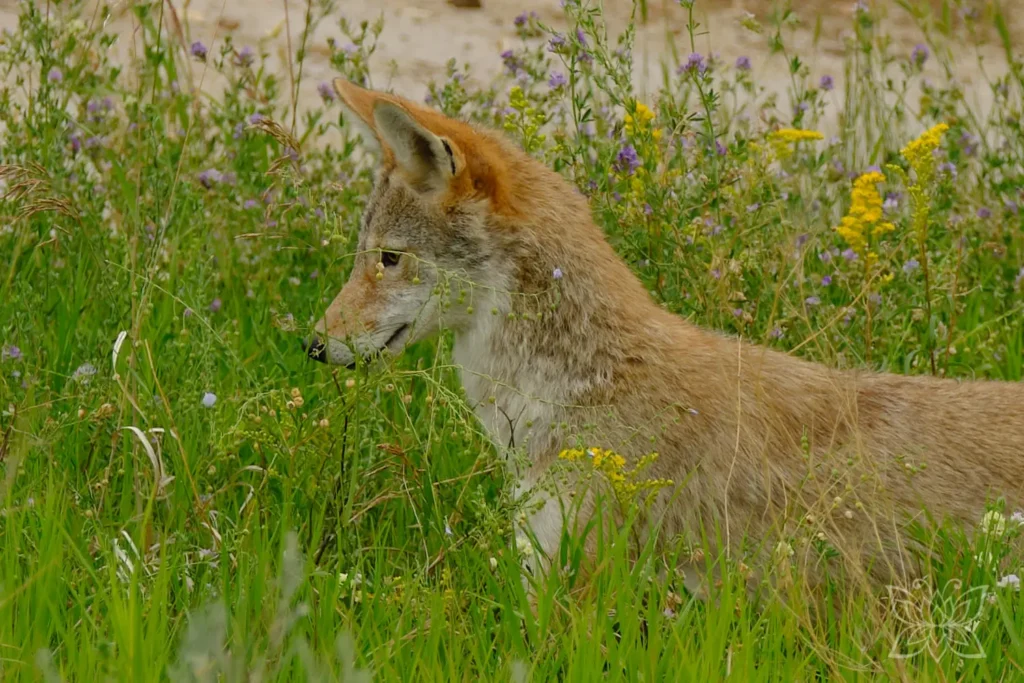 Coyote beim Anvisieren seiner Beute