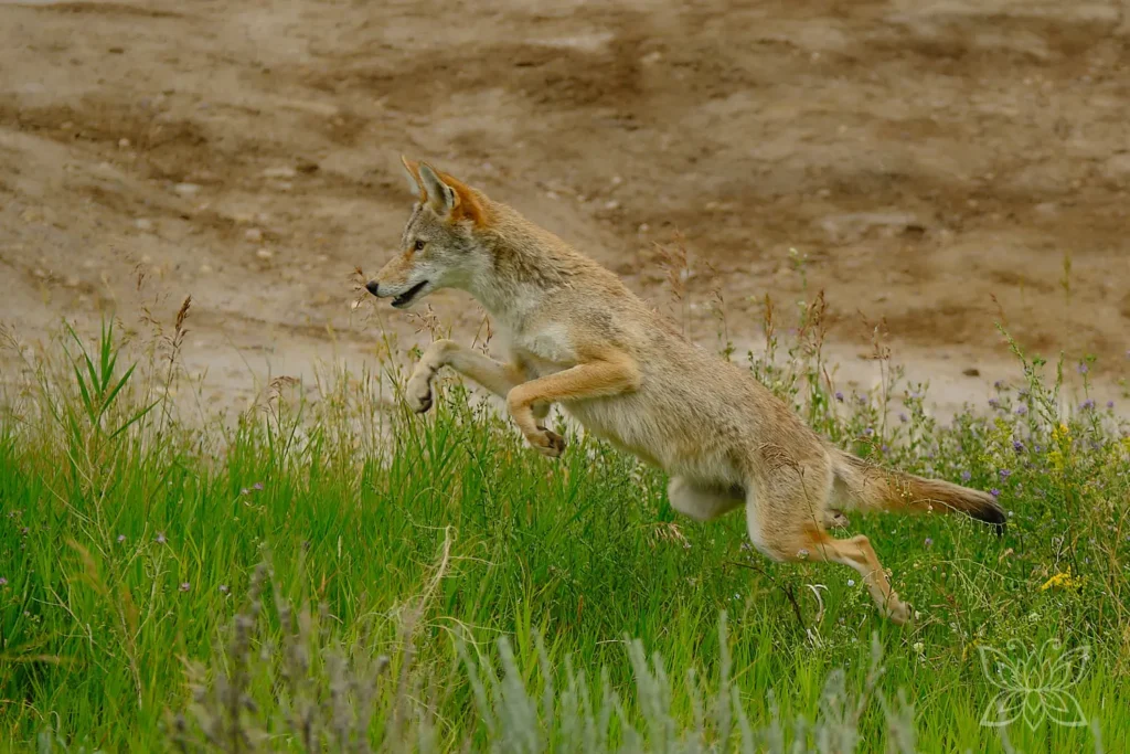 Coyote beim Sprung auf die Beute