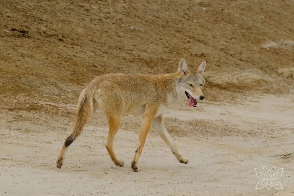 Coyote blickt sich noch einmal um, als er davonläuft