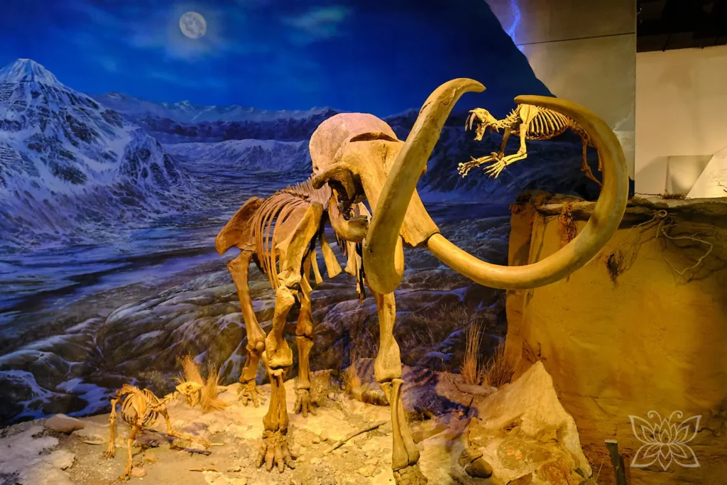 Mammut im Royal Tyrell Museum
