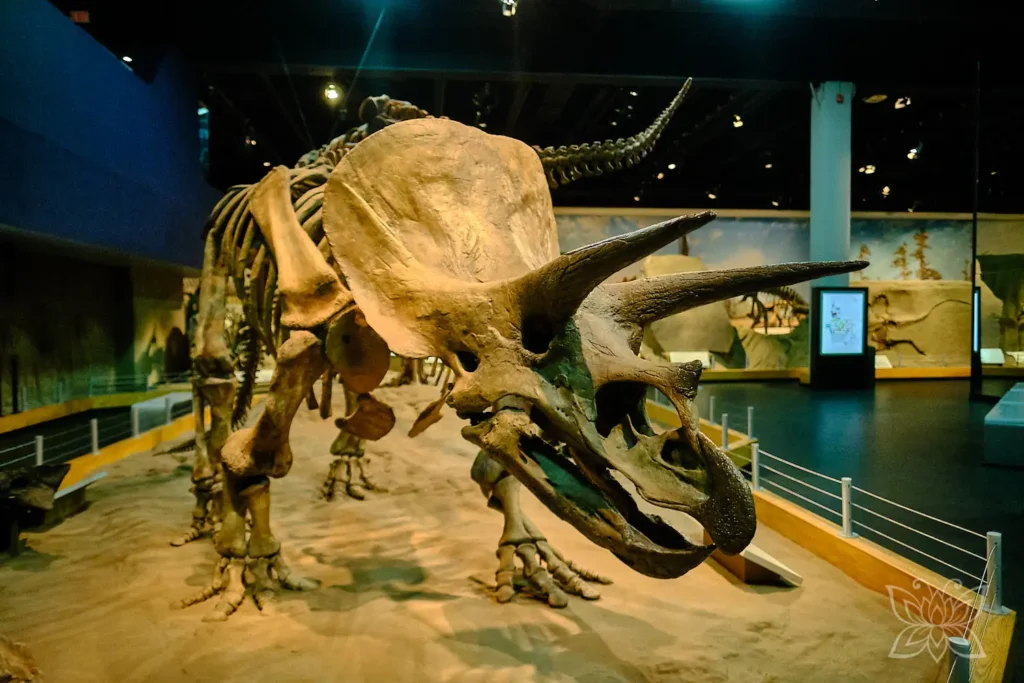 Dinos im Royal Tyrell Museum