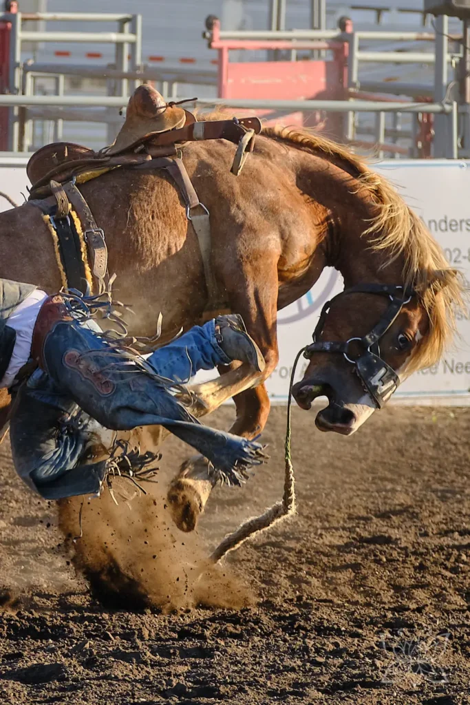 Buckelndes Pferd, das beim Bowden Daze Rodeo gerade seinen Reiter abwirft
