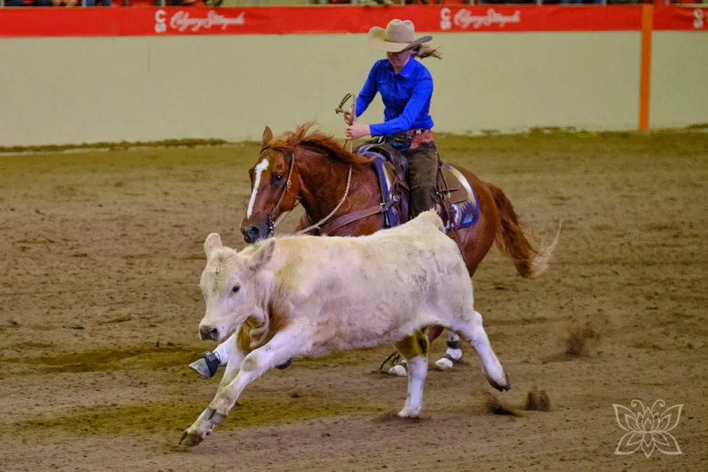 Cowgirl bei der Rinderarbeit in einer Show beim Stampede