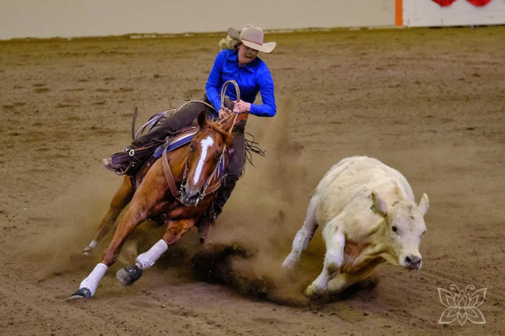 Cowgirl bei der Rinderarbeit in einer Show beim Stampede