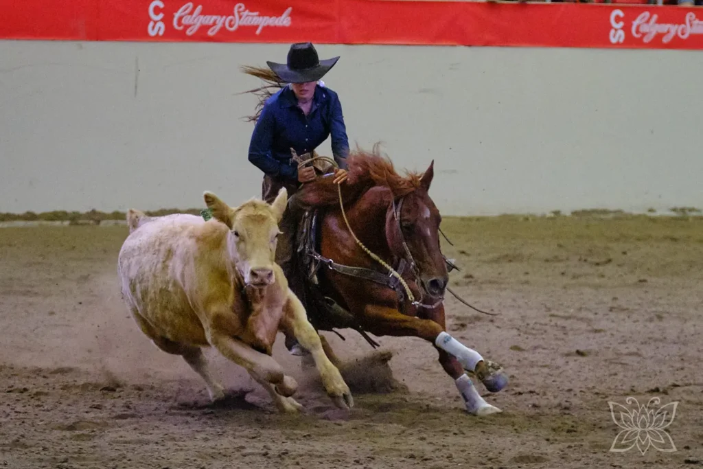Cowgirl bei der Rinderarbeit in einer Show beim Stampede