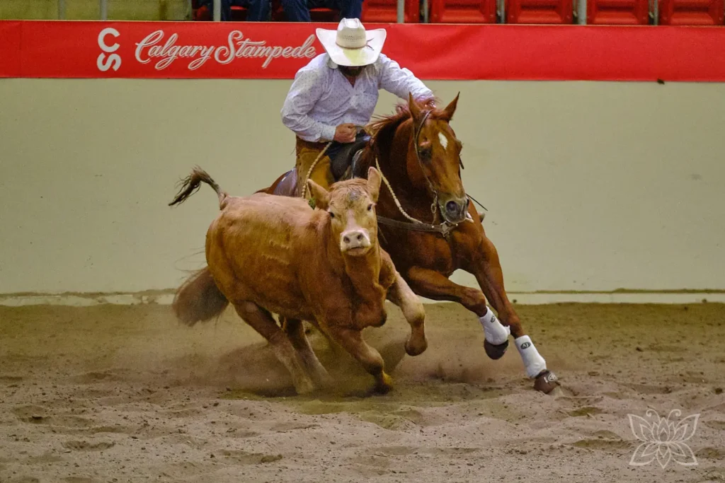 Cowboy bei der Rinderarbeit in einer Show beim Stampede