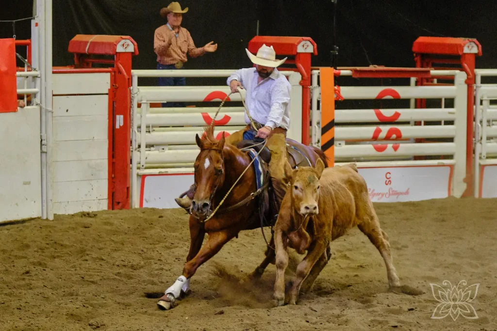 Cowboy bei der Rinderarbeit in einer Show beim Stampede