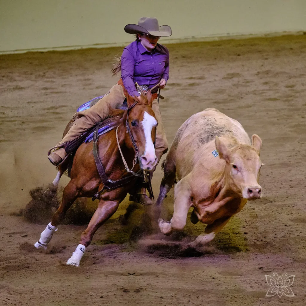Cowgirl bei der Rinderarbeit in einer Show beim Stampede