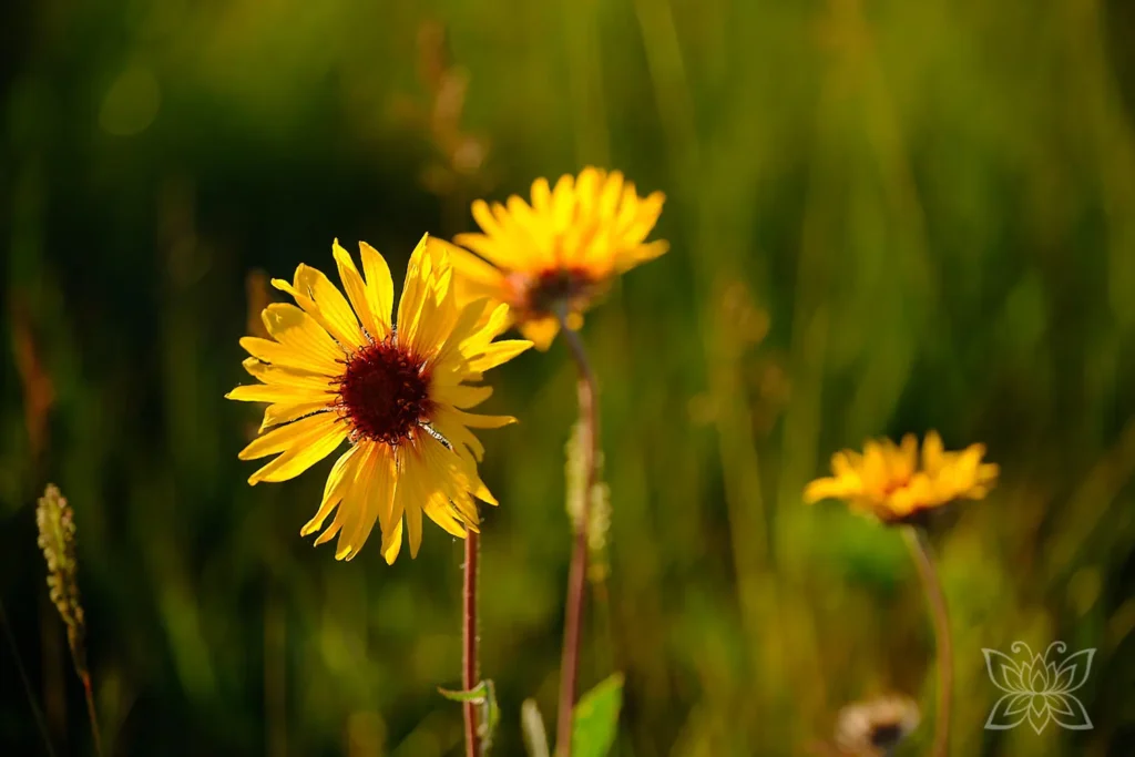 Gelbe Blumen im warmen Sonnenuntergangslicht