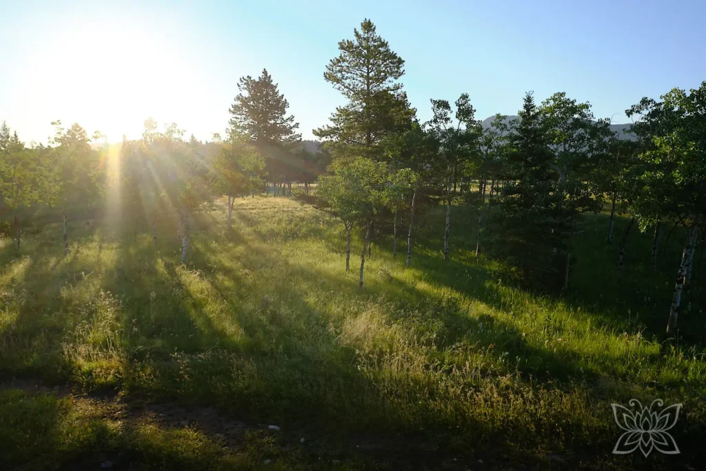 Blick in die baumbestandene Prärielandschaft im Gegenlicht