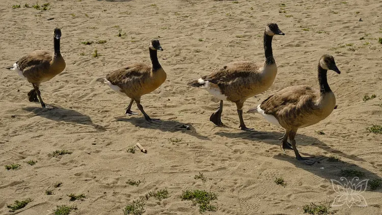 Gänse am Strand von Vancouver