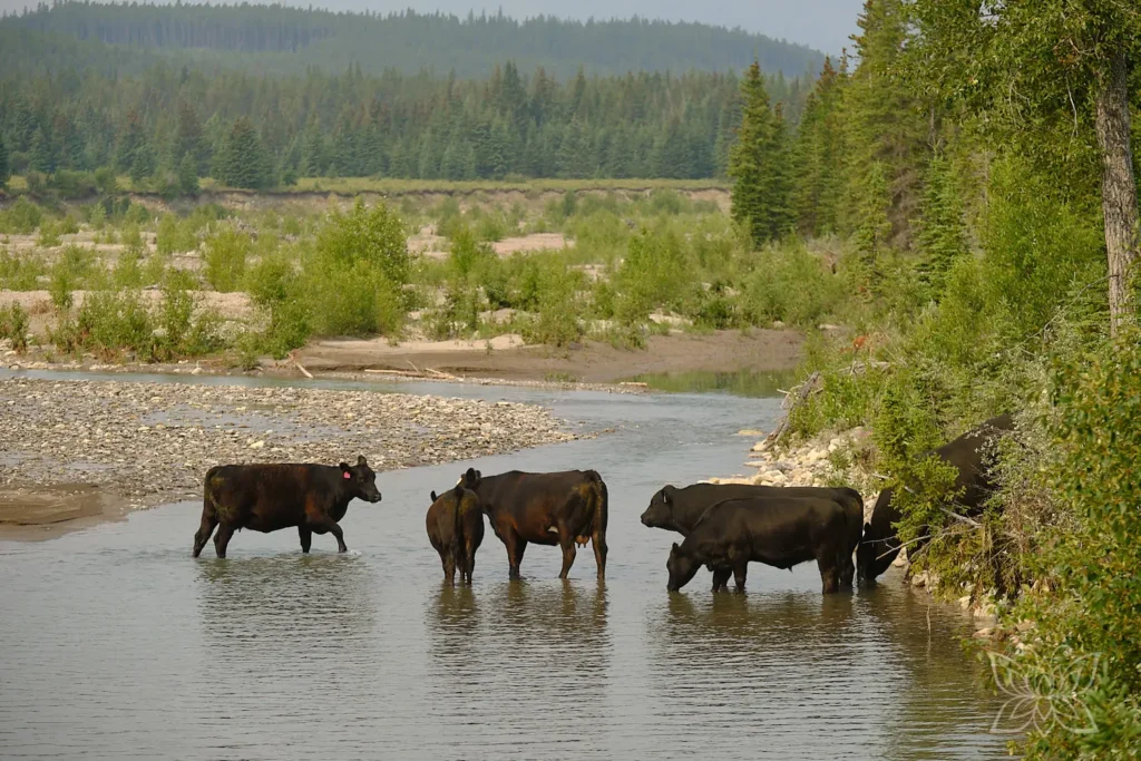 ein paar  schwarze Kühe baden im Fluss