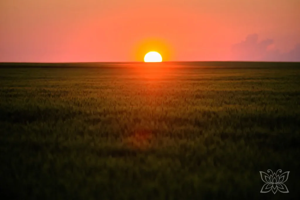 Sonnenuntergang über einem Kornfeld
