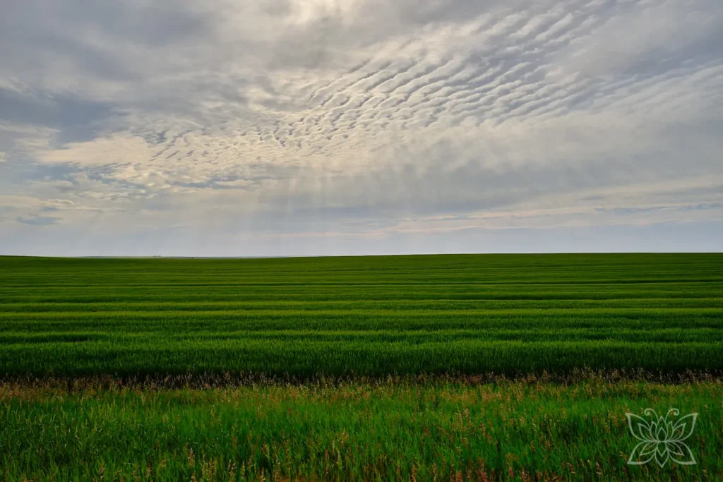 Weite grüne Felder bis zum Horizont