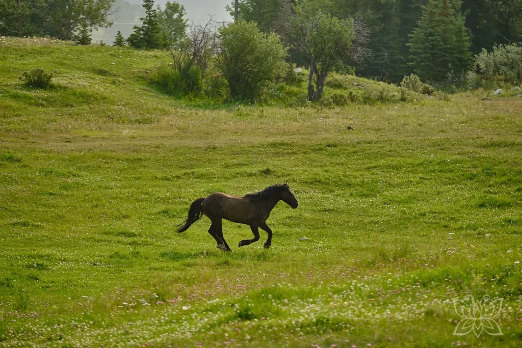 Wildpferd auf grüner Wiese im Galopp