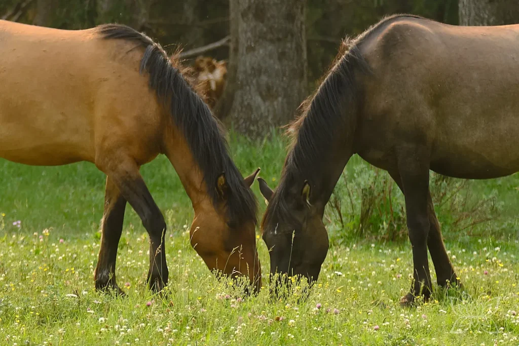 zwei Wildpferde berühren sich fast mit den Köpfen beim Grasen