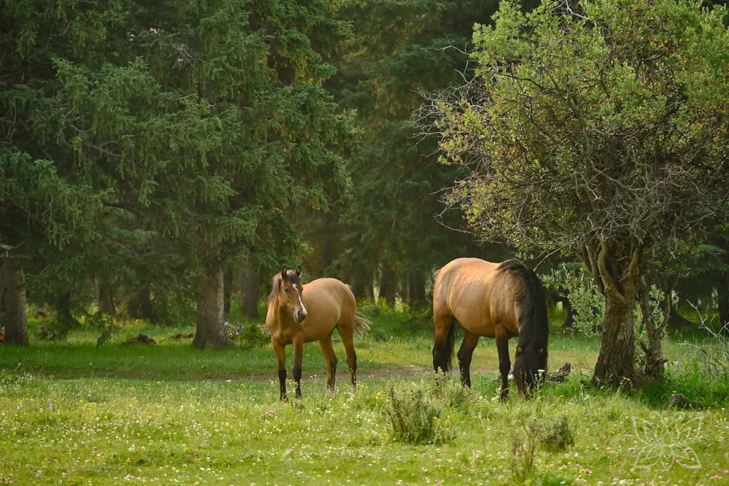 Wildpferd mit Fohlen