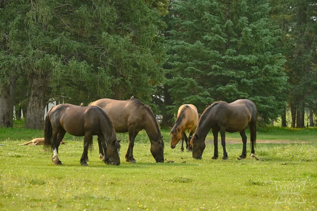 Wildpferde beim Grasen