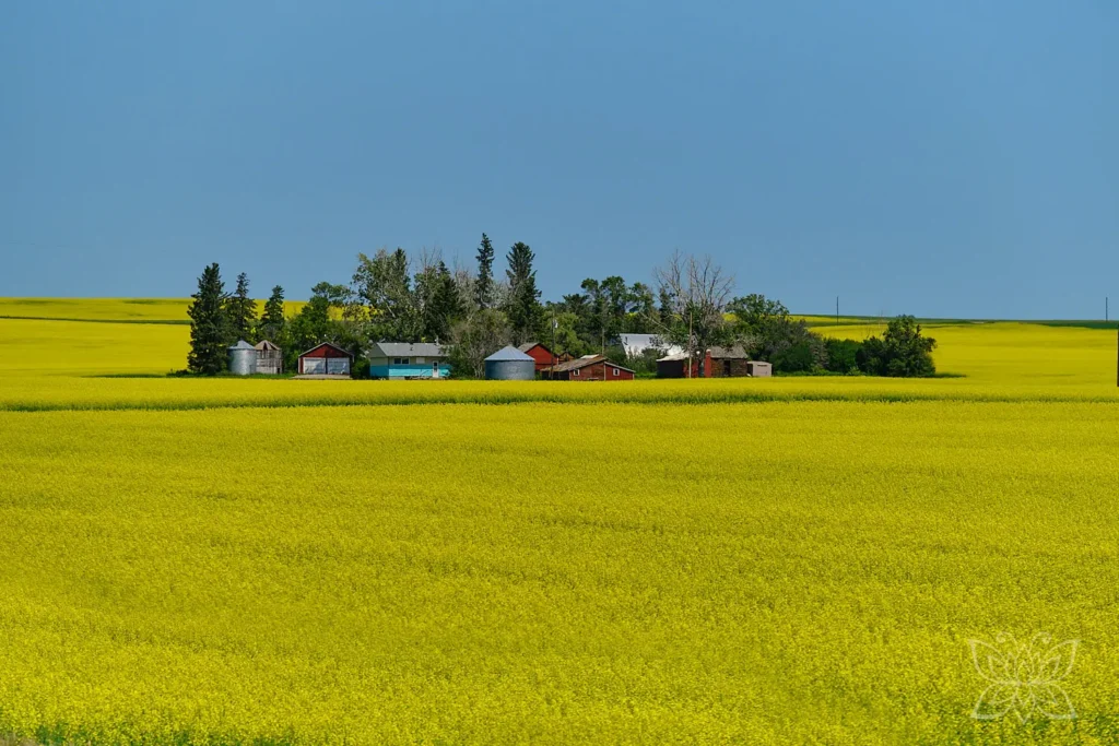 Leuchtend gelbes Rapsfeld mit Farm mittendrin